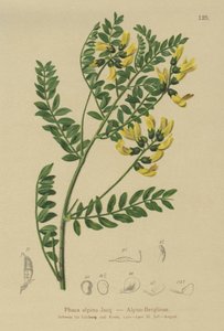 Bjerglinser (Phaca alpina, Astragalus alpina, Astragalus penduliflorus, Colutea alpina, Phaca alpina, Tragacantha penduliflora) af German School