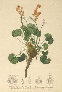 Bjergsorrel (Oxyria digyna) af German School