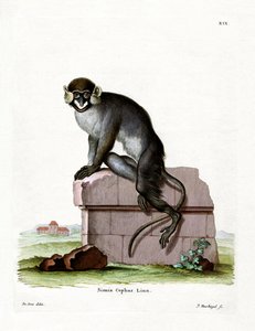 Moustached Guenon (farvet gravering) af German School