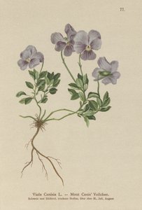 Mt. Cenis Pansy (Viola Cenisia) af German School