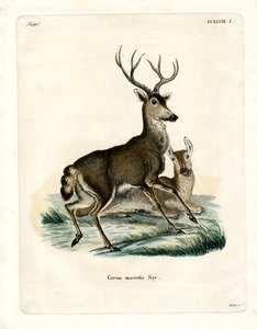 Mule Deer (farvet gravering) af German School