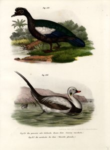 Moskusand, 1864 af German School