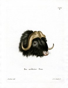 Moskusoksehoved (farvet gravering) af German School