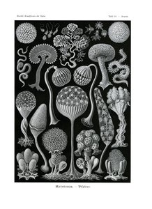 Mycetozoa, 1899-1904 af German School