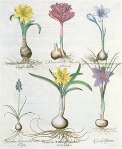 Narcisser, krokus og hyacint: 1. Narcissus autumnalis; 2.Hyacinthus autumnalis; 3. Crocum biflorum; 4.Colchium album; 5. Colchium versicolor; 6. Narcissus autumnalis, fra Hortus Eystettensis af Ba af German School