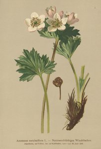 Narcissus-blomstrende Anemone (Anemone narcissiflora) af German School