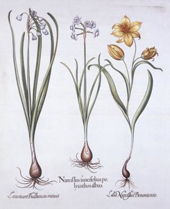 Narcissus, Tulip og Summer Snowflake, fra Hortus Eystettensis, af Basil Besler (1561-1629), pub. 1613 (håndfarvet gravering) af German School
