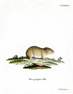 Smalhovedet Vole (farvet gravering) af German School