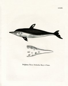New Zealand Dolphin (farvet indgravering) af German School
