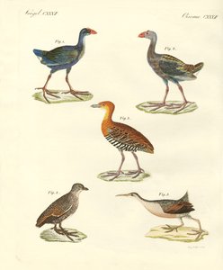 Nye fugle (farvet indgravering) af German School