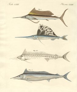Ny makrellignende fisk (farvet indgravering) af German School