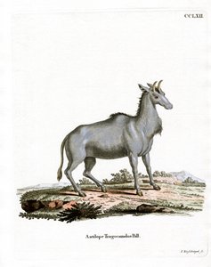 Nilgai (farvet gravering) af German School