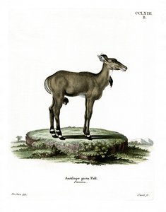 Nilgai (farvet gravering) af German School