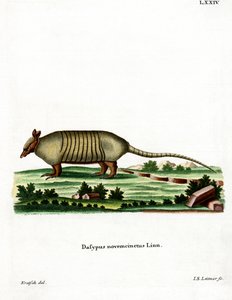 Ni-båndet bæltedyr (farvet gravering) af German School