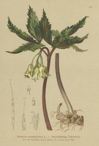 Ni-bladet koralurt (Dentaria enneaphyllos) af German School