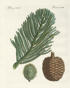 Norfolk Island Pine (farvet gravering) af German School