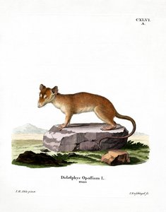Nordamerikansk Opossum (farvet gravering) af German School