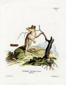 Nordamerikansk Opossum (farvet gravering) af German School