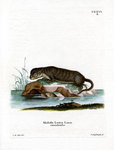 North American Otter (farvet gravering) af German School