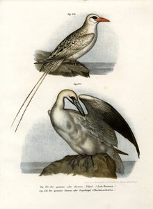 Northern Gannet, 1864 af German School