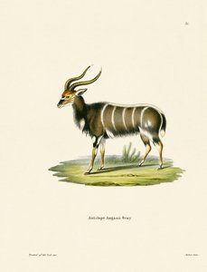 Nyala af German School