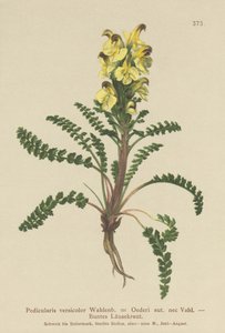 Oeders Lousewort (Pedicularis versicolor, Pedicularis Oederi) af German School