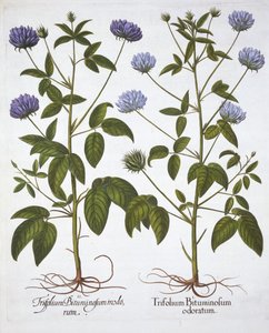 Enblomstrede kløvere, fra Hortus Eystettensis, af Basil Besler (1561-1629), pub. 1613 (håndkoloreret gravering) af German School