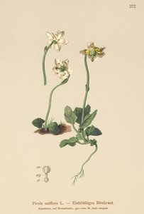 Enblomstret vintergrønt (Pirola uniflora, Pyrola uniflora, Moneseses uniflora, Monesis uniflora) af German School