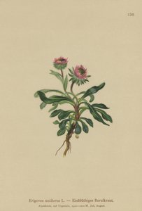 Oneflower Fleabane (Erigeron uniflorus) af German School