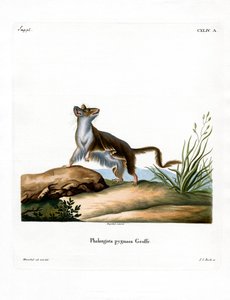 Opossum Mouse (farvet gravering) af German School