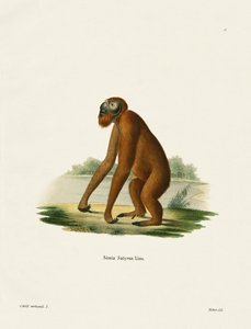 Orang-Outang (farvet gravering) af German School
