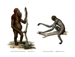 Orang-Outang, 1860 af German School
