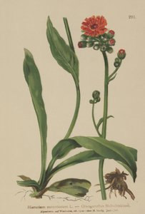 Orange Hawkweed (Hieracium aurantiacum, Hieracium brunneocroceum, Pilosella aurantiaca) af German School