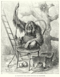 Orangutang i Frankfurt Zoo, Tyskland (litho) af German School