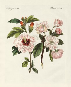 Prydplanter af German School