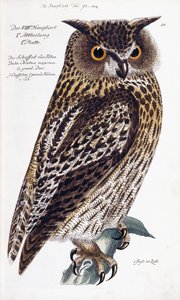 Owl, 1733-1763dani af German School
