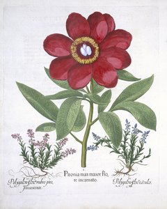 Paeony and two Polygalons, fra Hortus Eystettensis, af Basil Besler (1561-1629) pub. 1613 (håndfarvet gravering) af German School