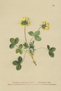 Bleg kløver (Trifolium pallescens) af German School
