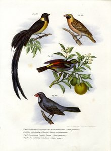 Paradise Whydah, 1864 af German School