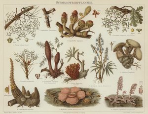 Parasitære planter (farve litho) af German School