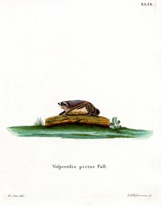 Partifarvet flagermus (farvet gravering) af German School