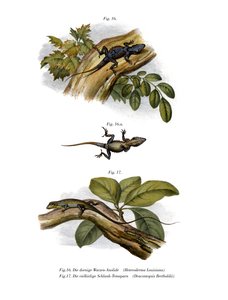 Peach Anole (farve litho) af German School