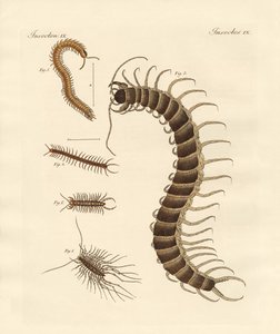 Besynderlige insekter