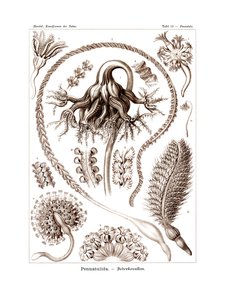 Pennatulida, 1899-1904 af German School