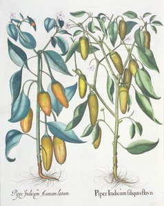 Peberfrugt: 1. Piper indisk gul 2. Piper Indicum aureum latum, fra Hortus Eystettensis af Basil Besler (1561-1629), pub. 1613 af German School