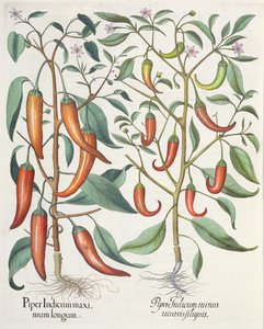 Peberfrugt: 1. Piper Indicum longum; 2. Piper Indicum minus recurvis filiquis, fra Hortus Eystettensis af Basil Besler (1561-1629), pub. 1613 af German School