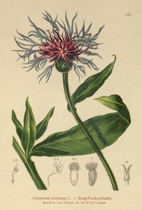 Flerårig kornblomst (Centaurea montana) af German School