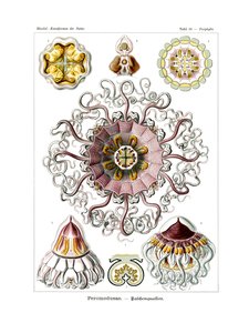 Peromedusae, 1899-1904 af German School