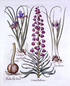 Persisk lilje og iris, fra Hortus Eystettensis, af Basil Besler (1561-1629), pub. 1613 (håndfarvet gravering) af German School