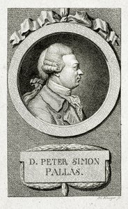 Peter Simon Pallas. (1741 – 1811) (Streggravering) af German School